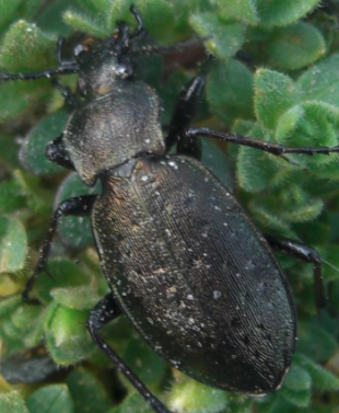 Carabus (Orinocarabus) sylvestris -  Alto Adige